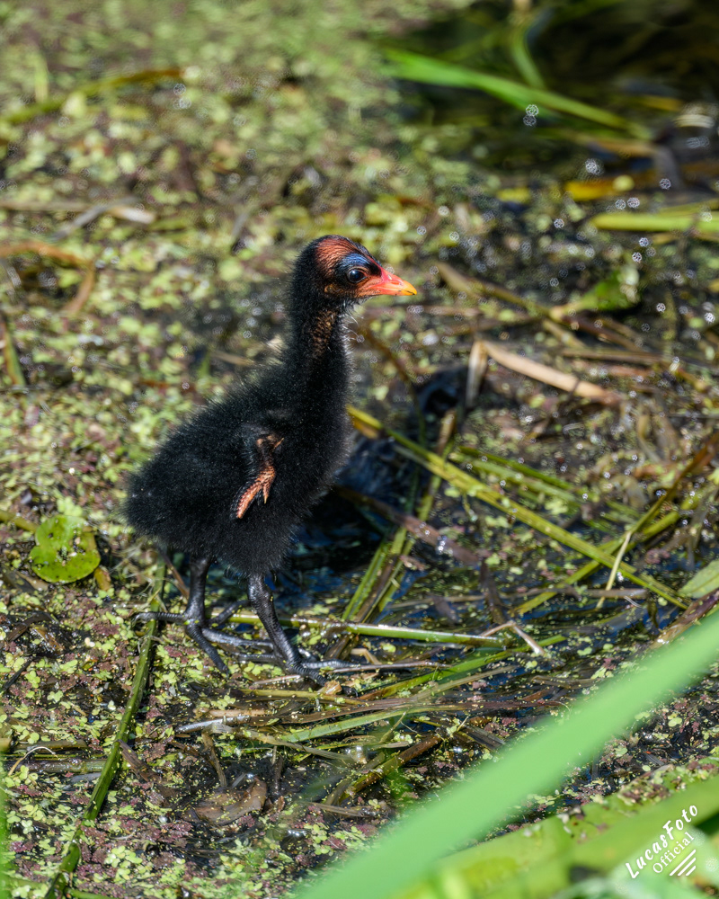 Common Gallinule