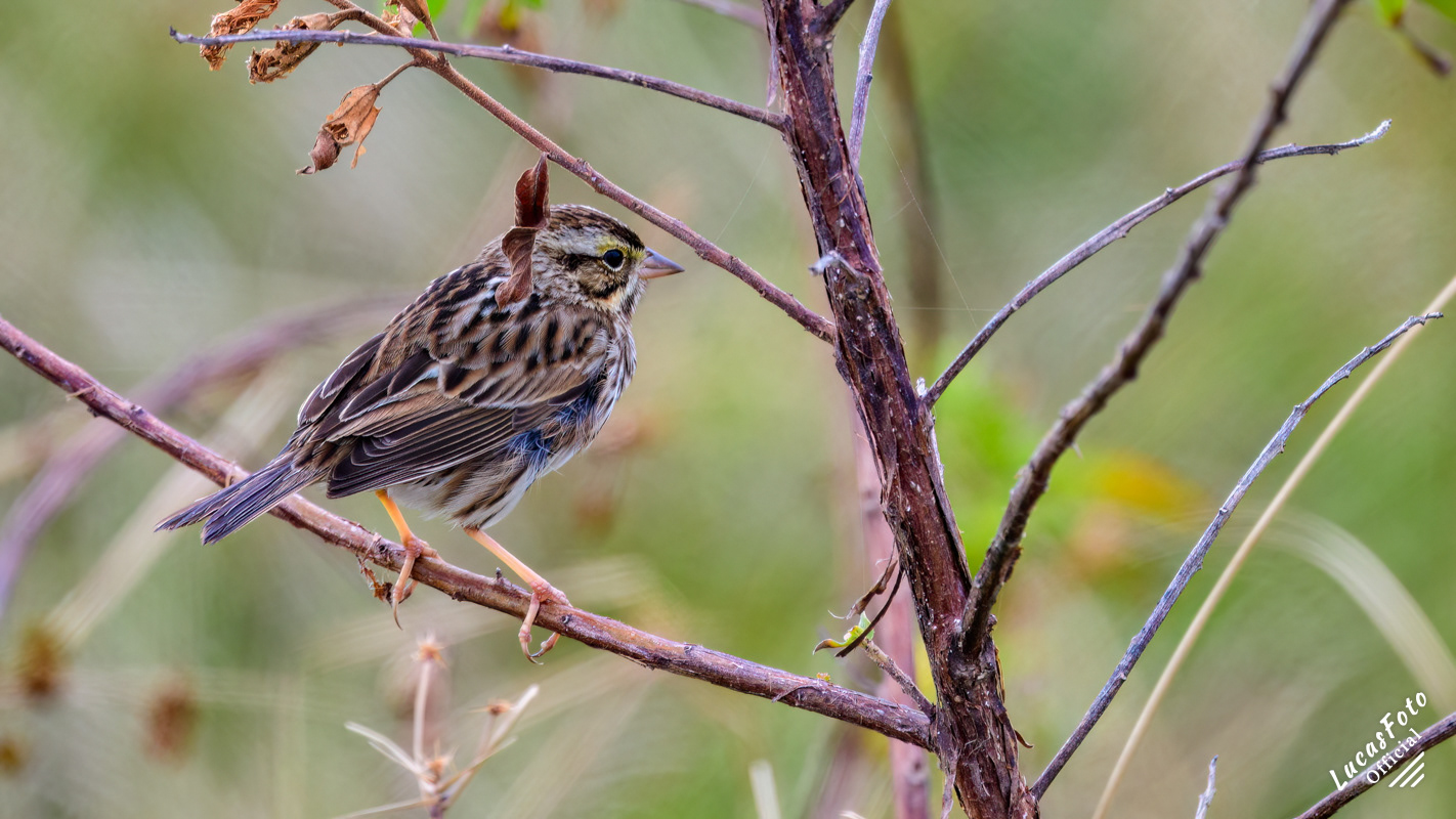 Savannah Sparrow