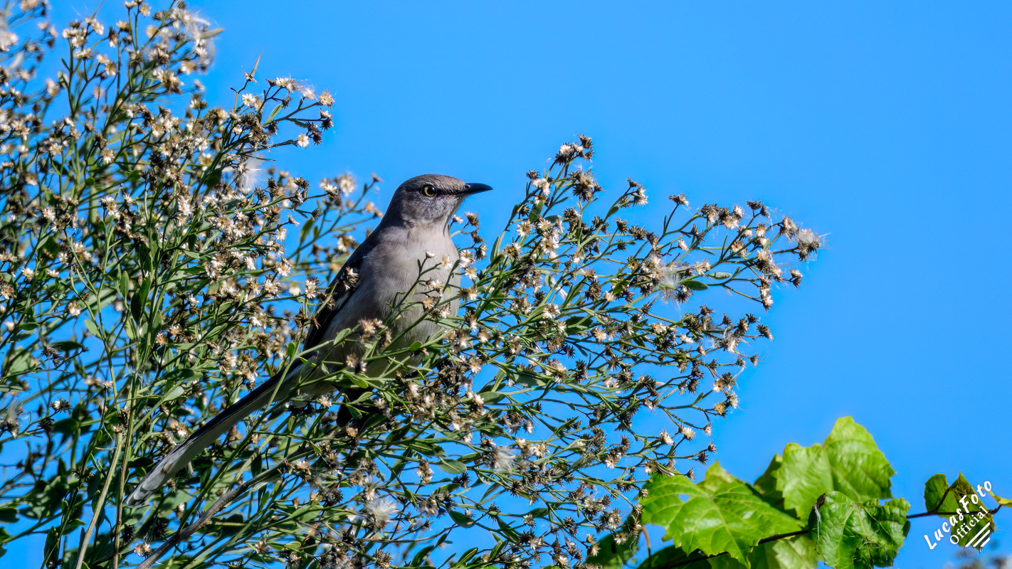 Northern Mockingbird