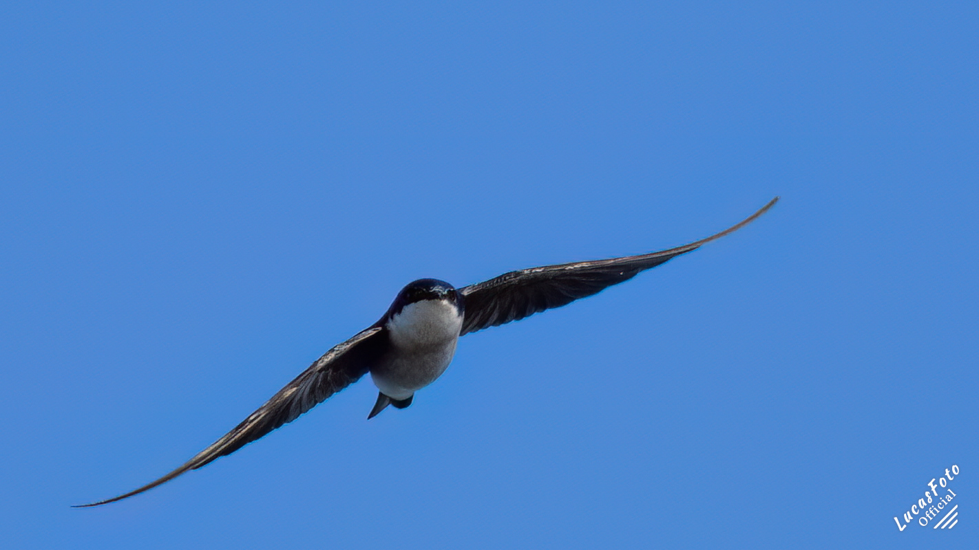 Tree Swallow