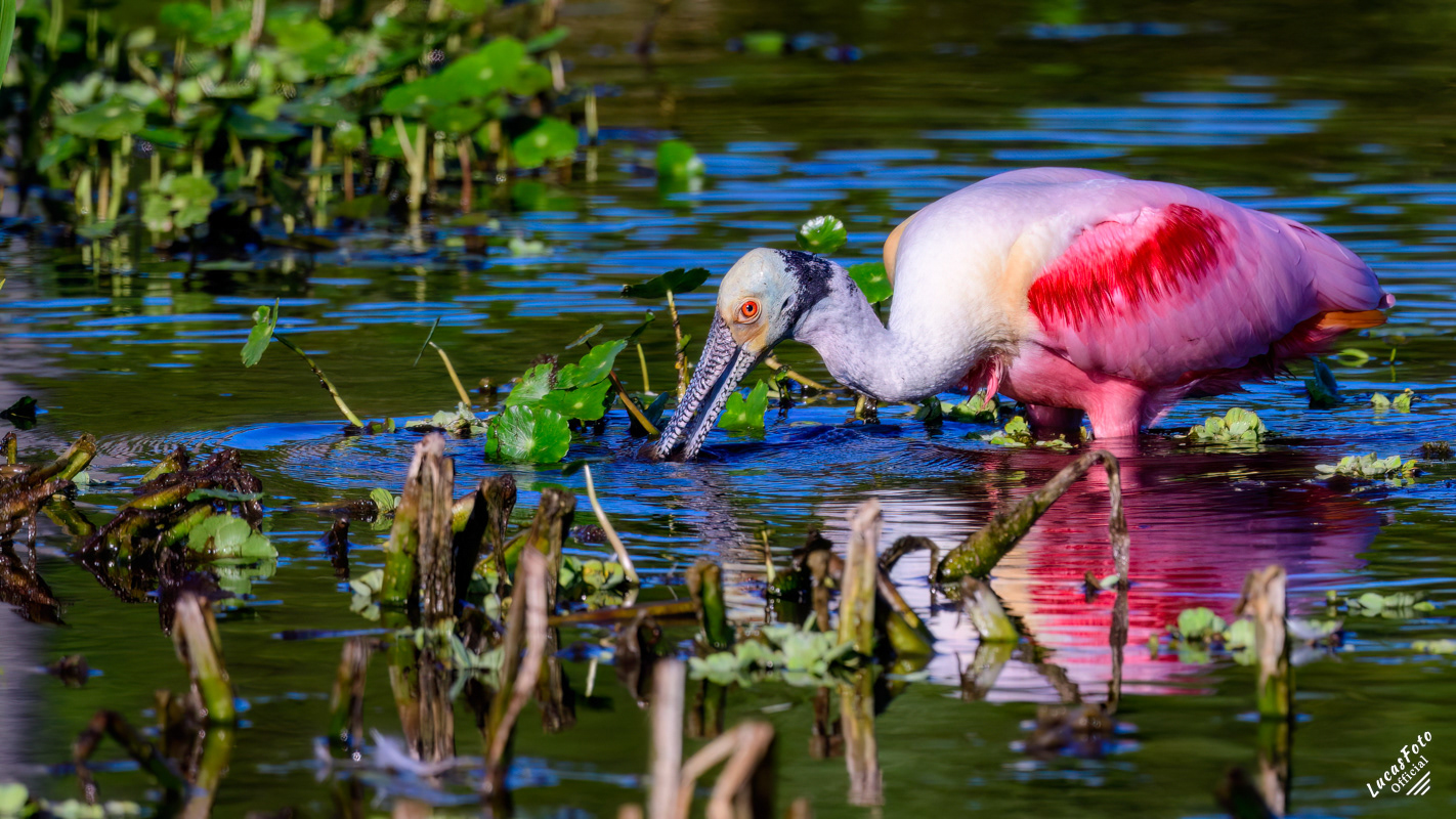 Roseate Spoonbill