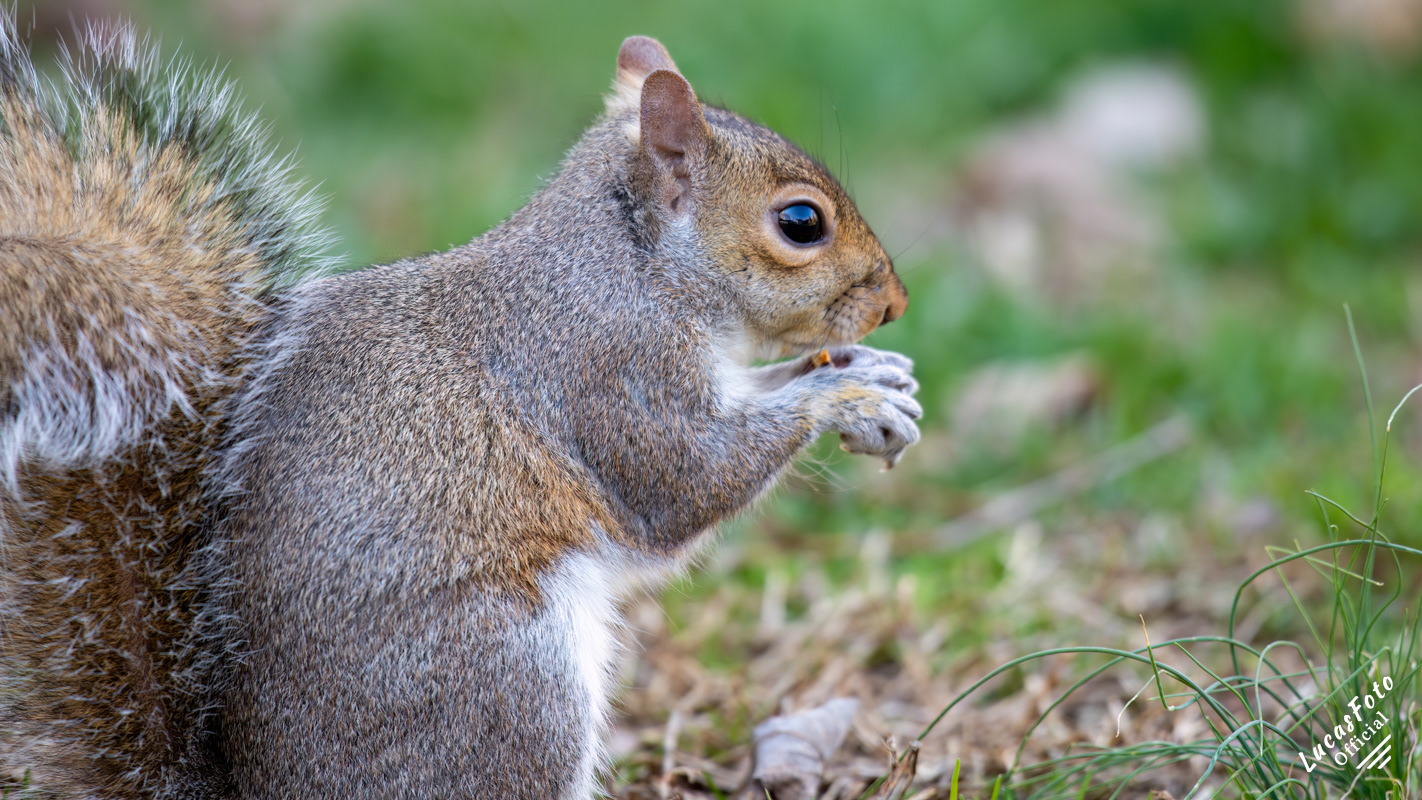 Gray Squirrel