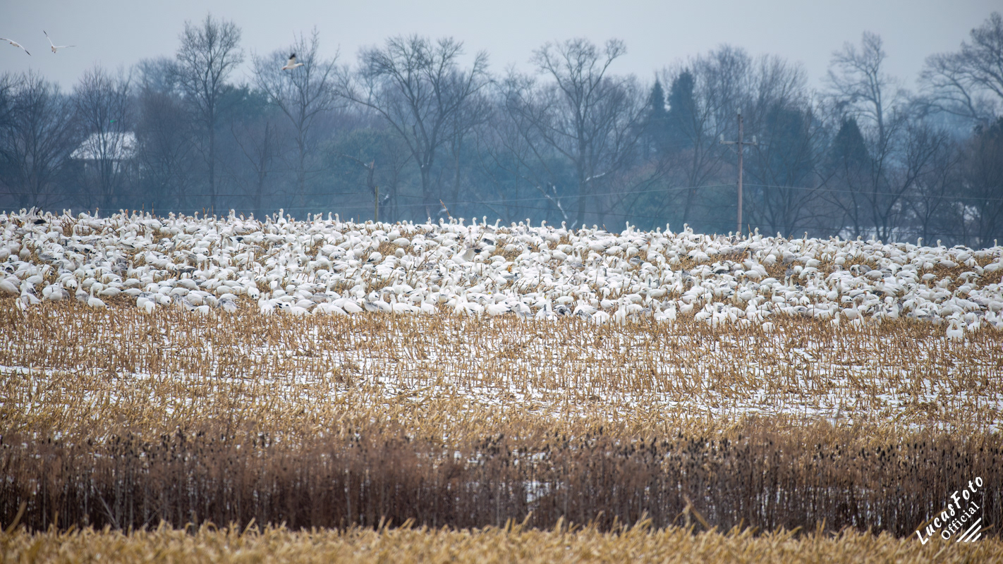 Snow Goose