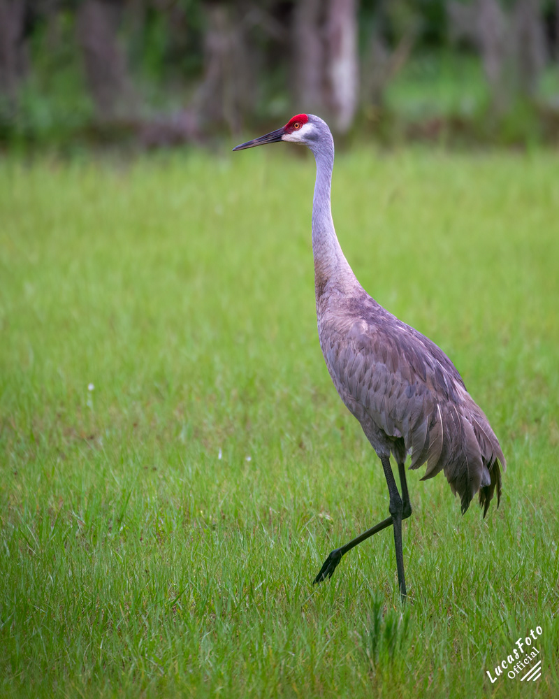 Sandhill Crane