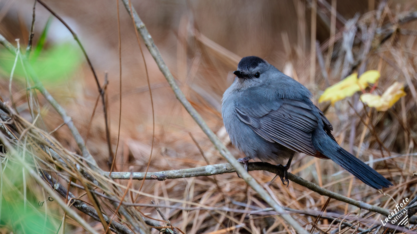 Gray Catbird