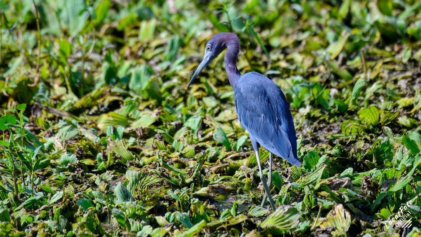 Little Blue Heron