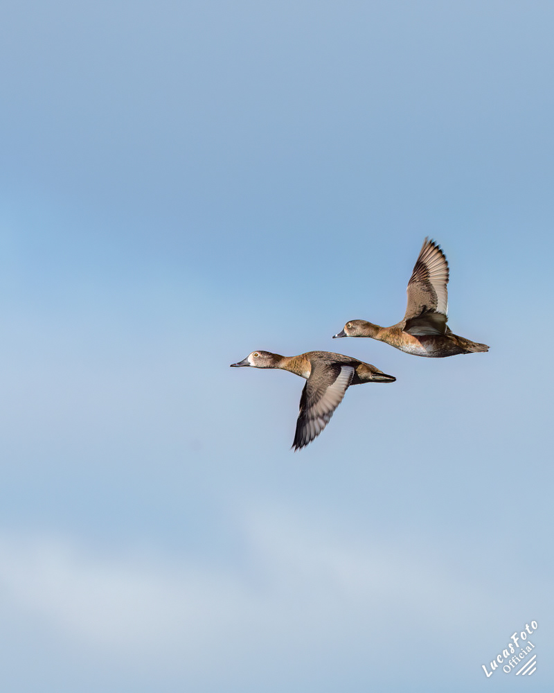 Ring-necked Duck