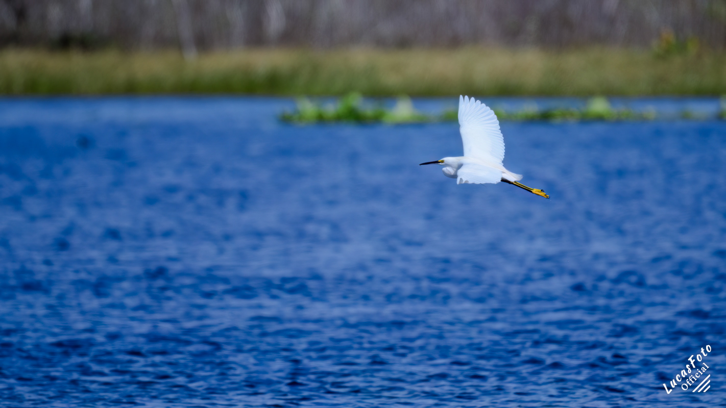 Snowy Egret