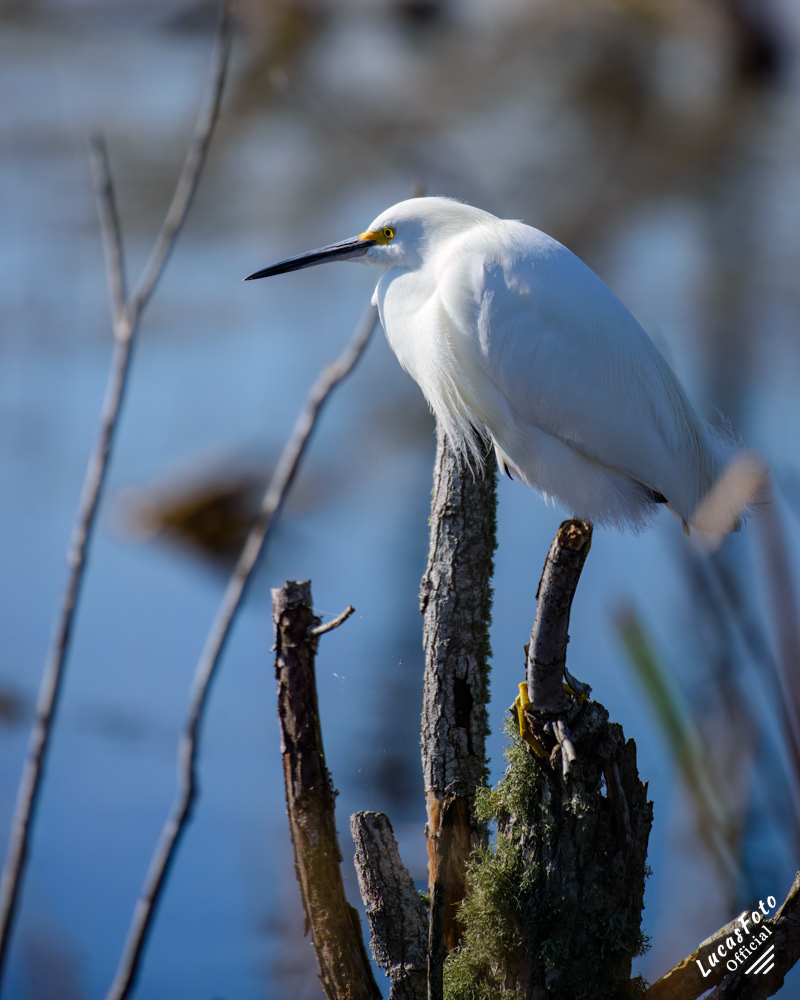 Snowy Egret