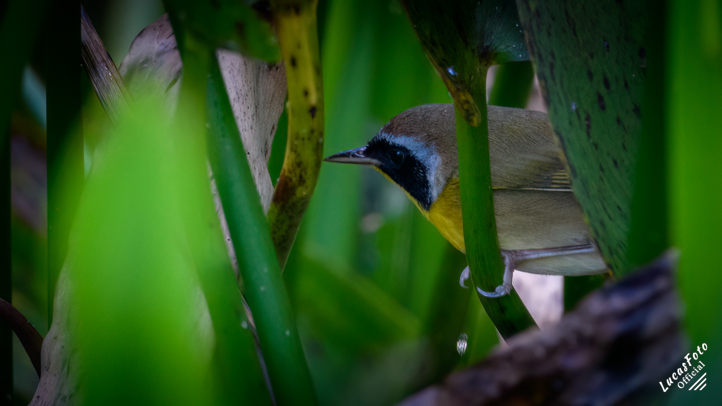 Common Yellowthroat