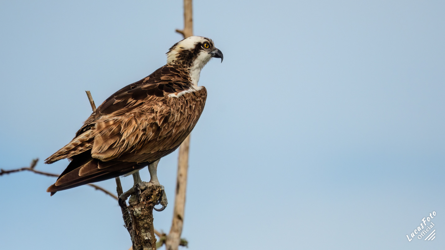Osprey