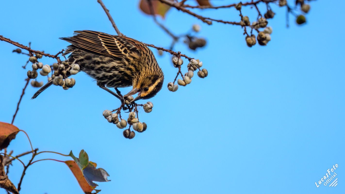 Red-winged Blackbird