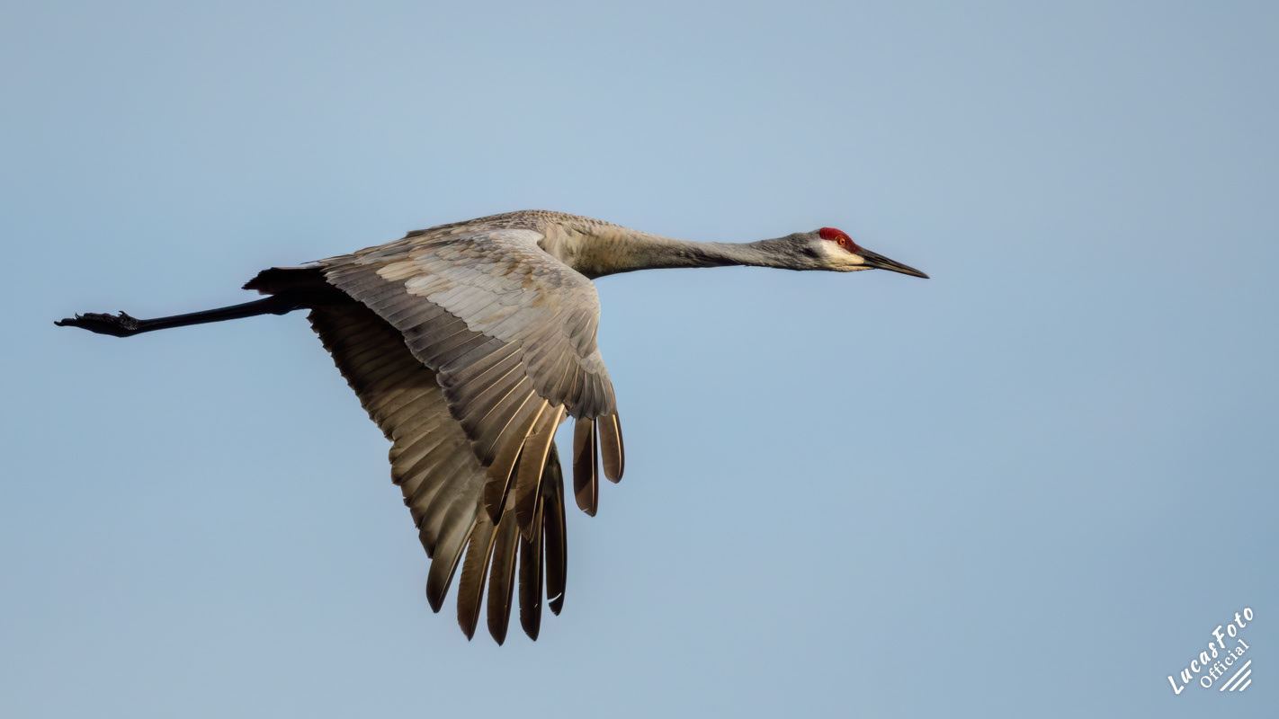 Sandhill Crane
