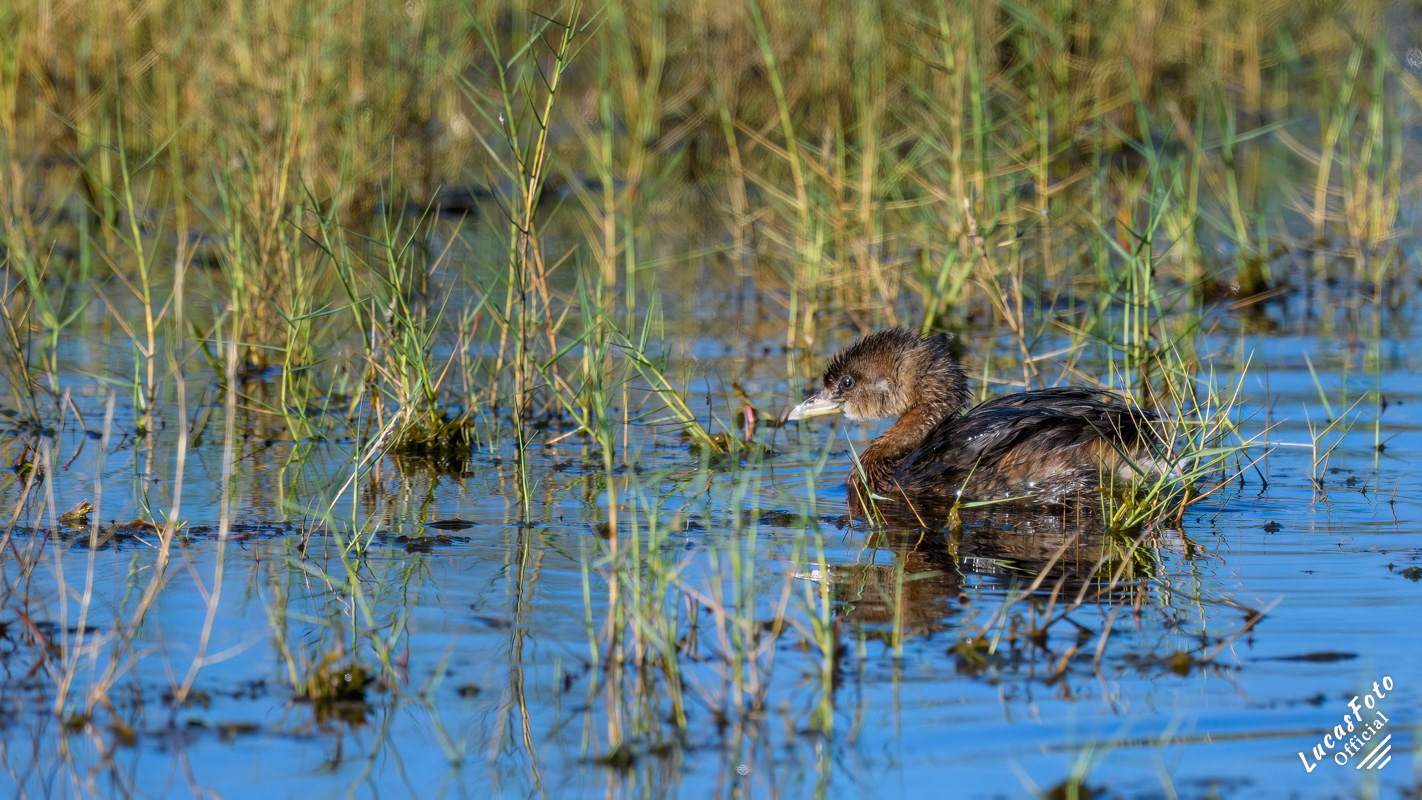 Pied-billed Grebe