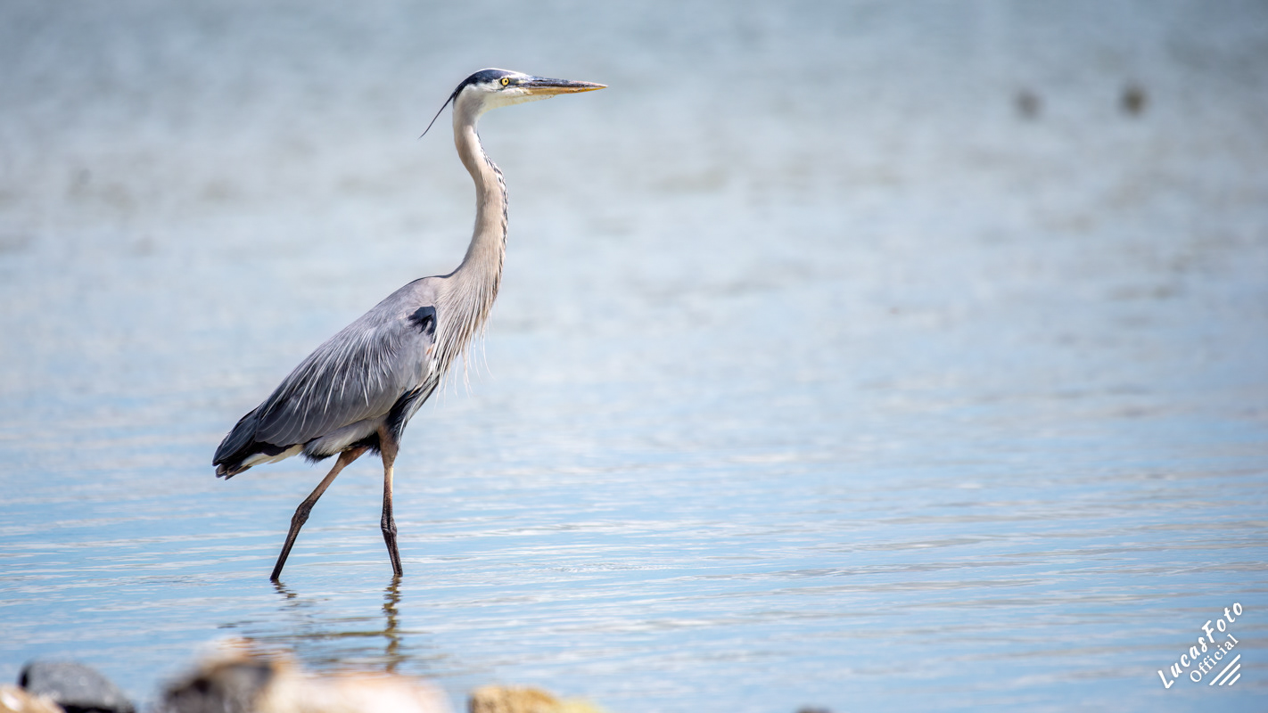 Great Blue Heron