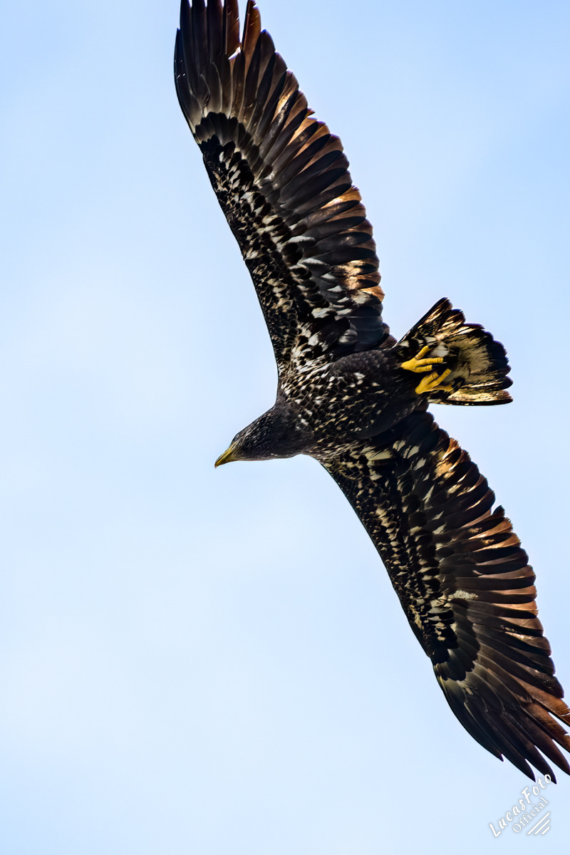 Juvenile Bald Eagle