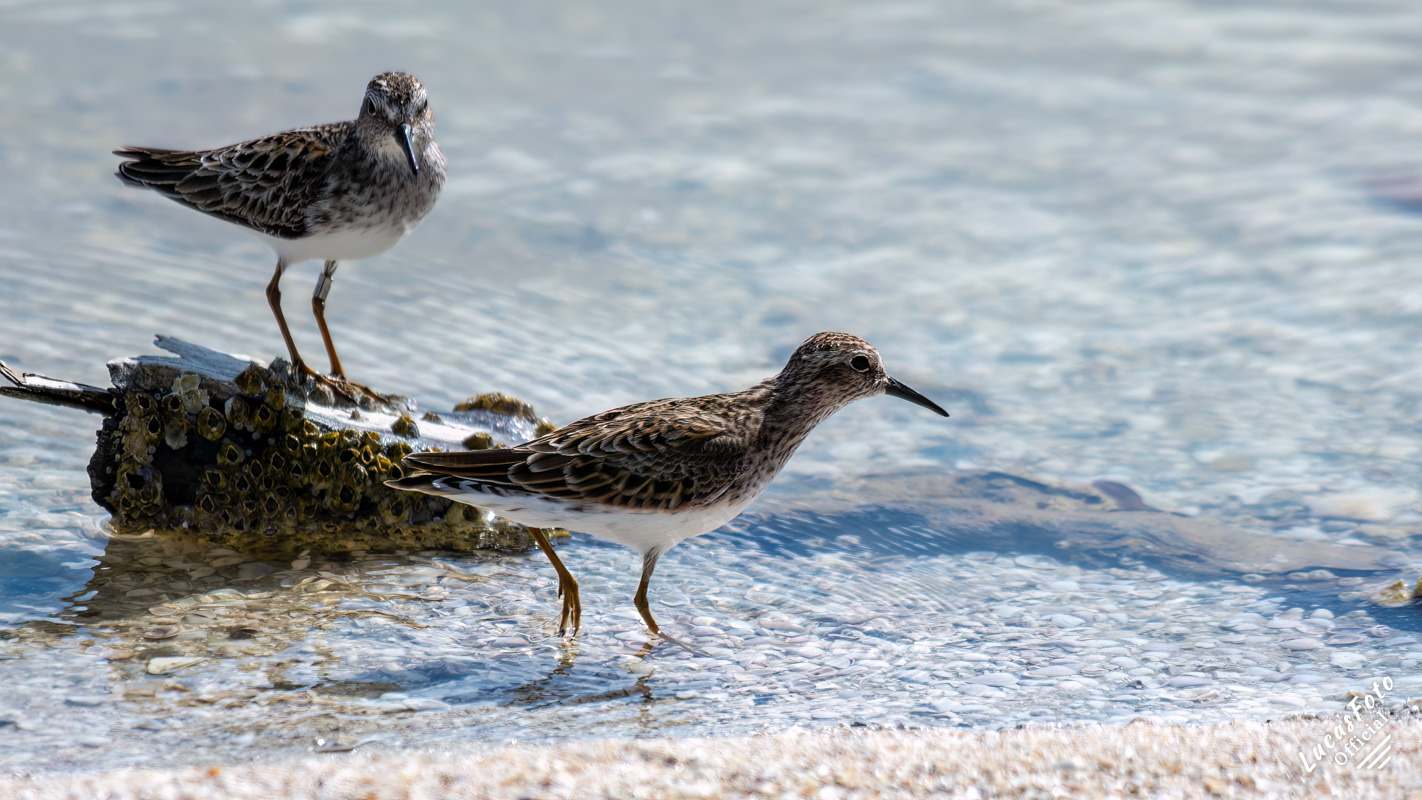 Least Sandpiper