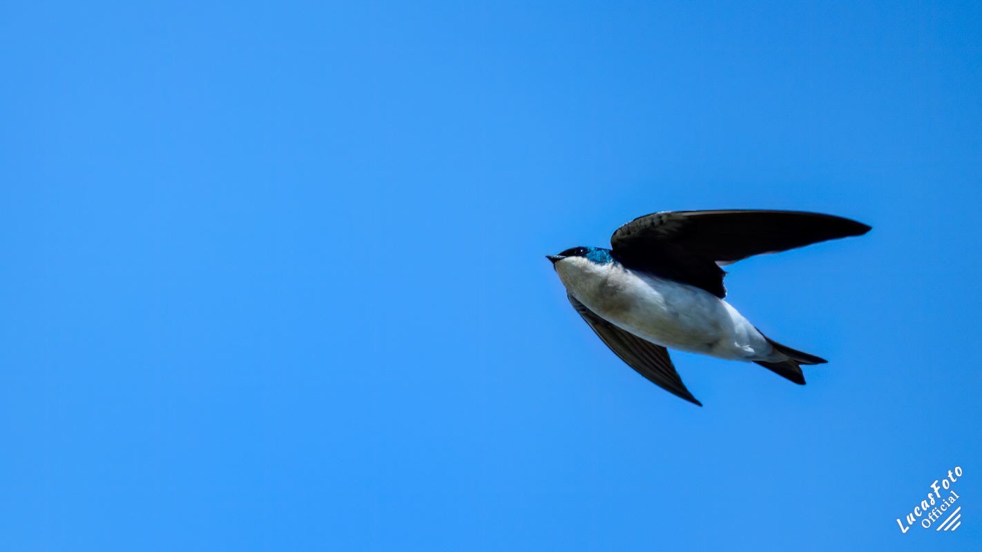 Tree Swallow