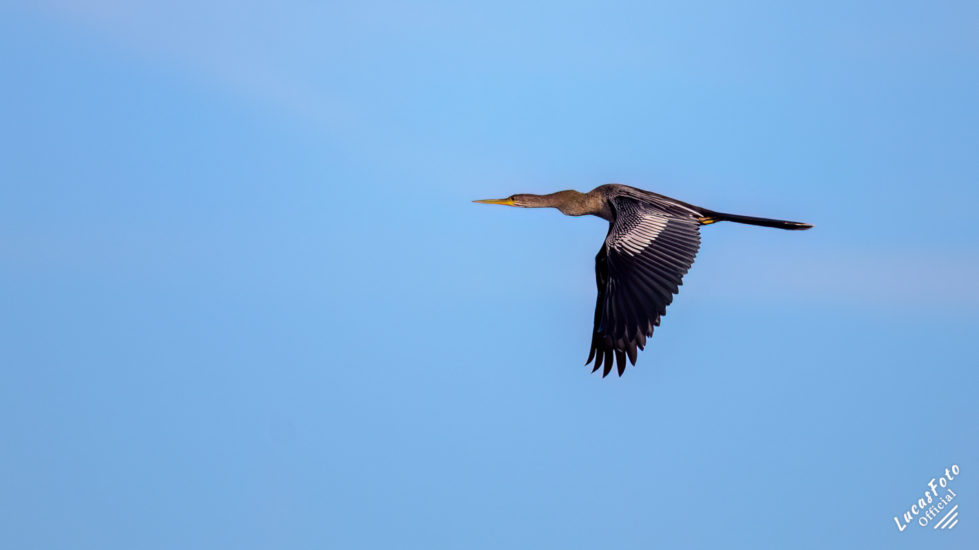 Anhinga