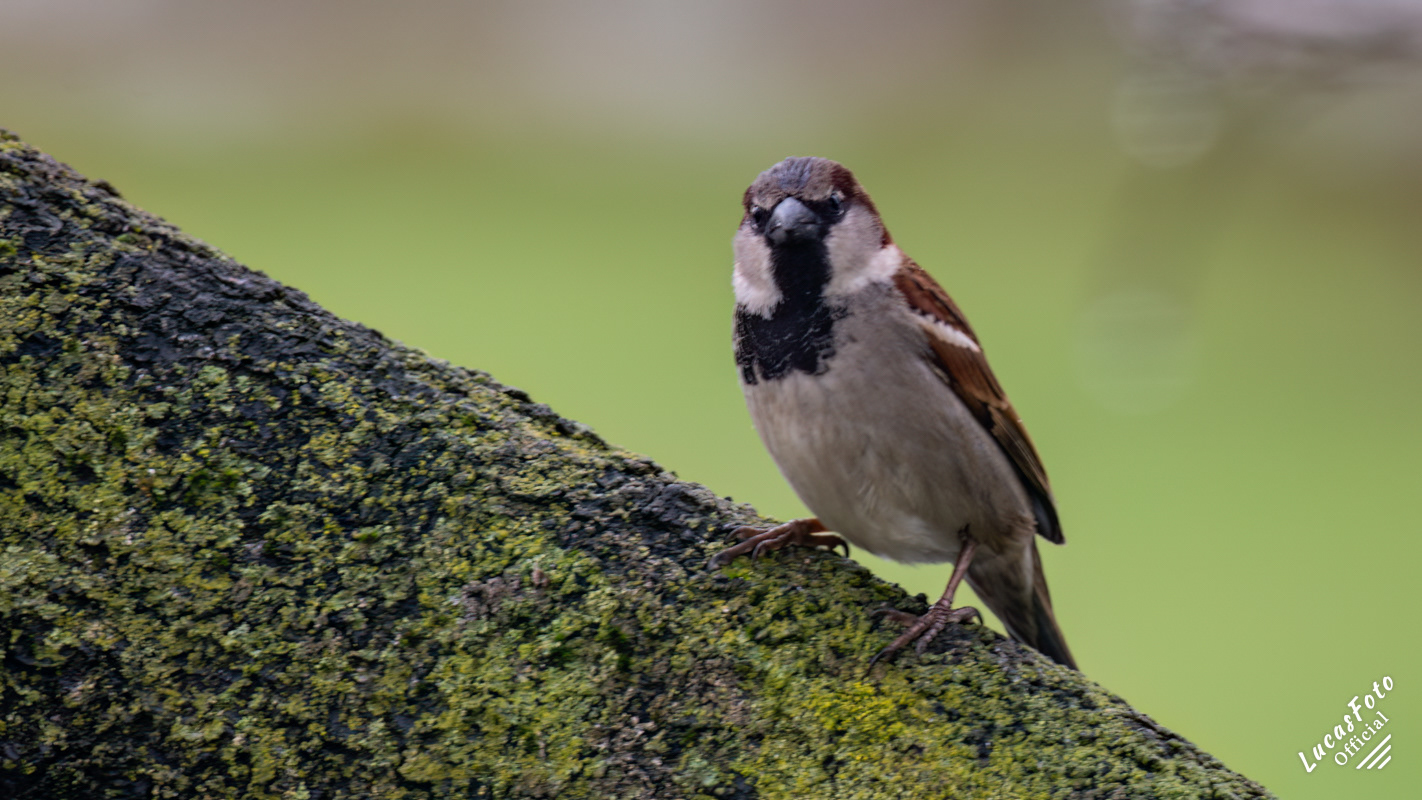 House Sparrow