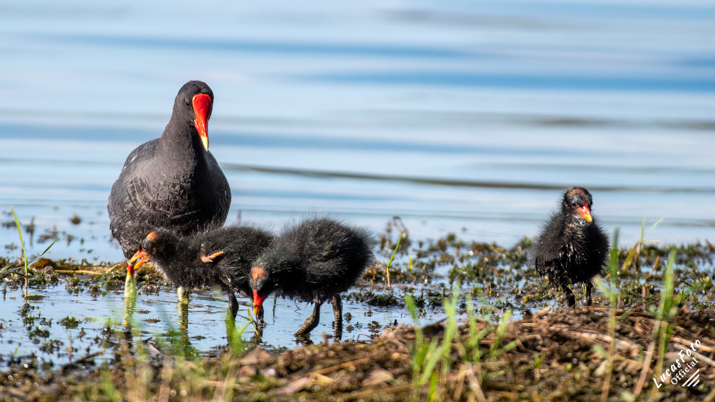 Common Gallinule