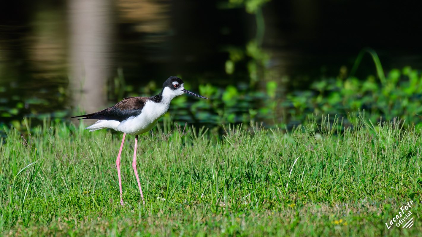 Black-necked Stilt