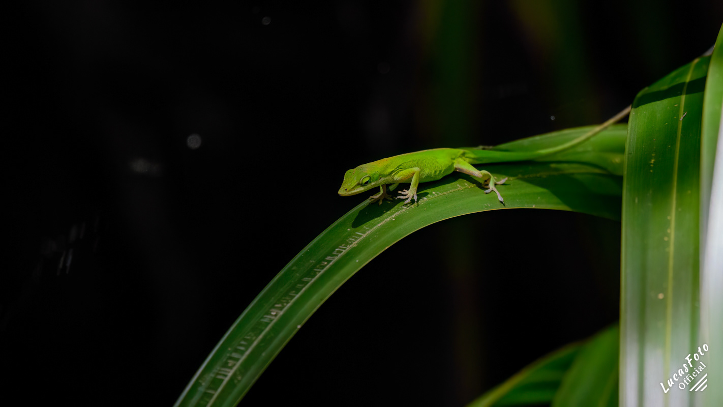 Green ANole