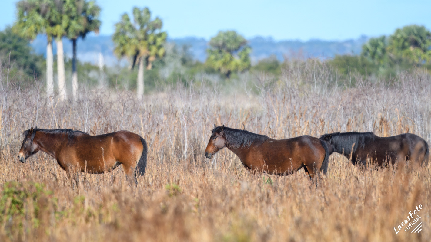 Wild Horse