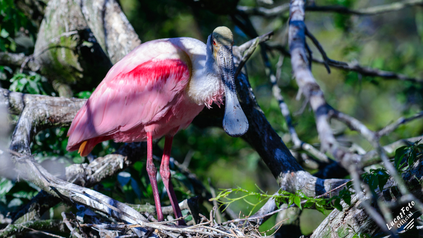 Roseate Spoonbill