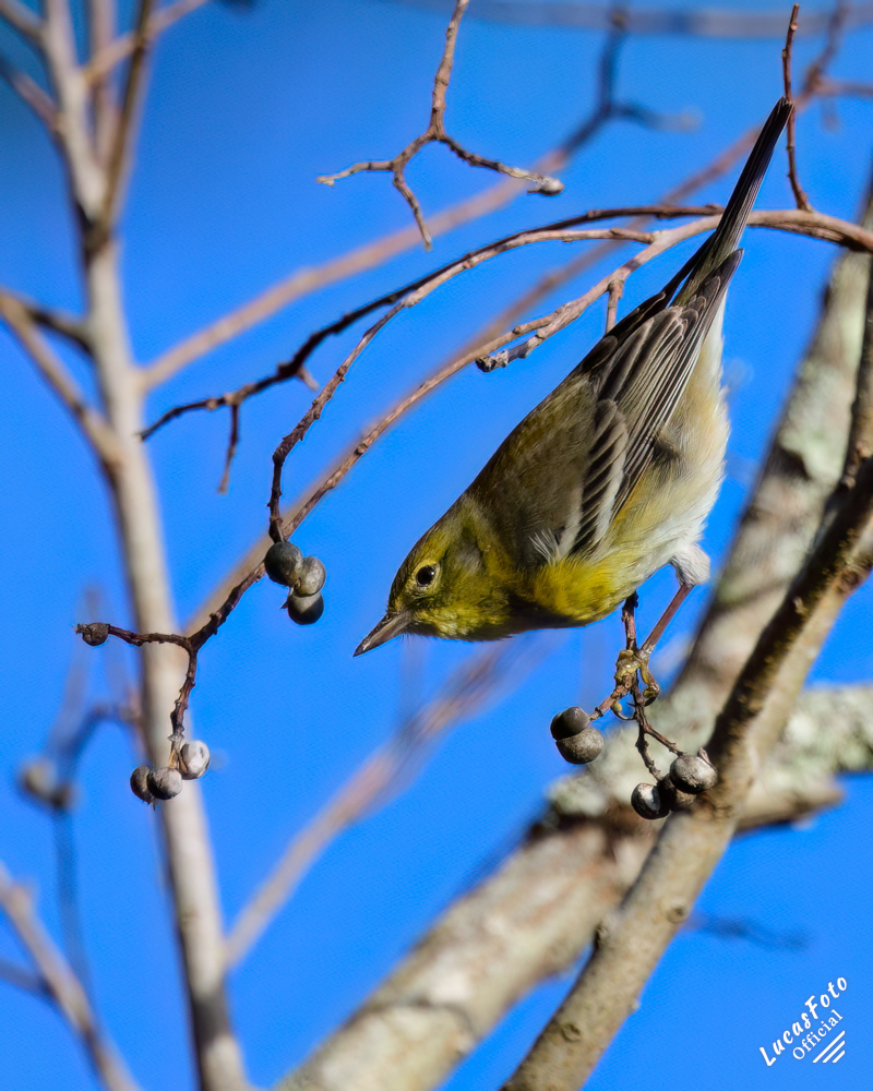 Pine Warbler
