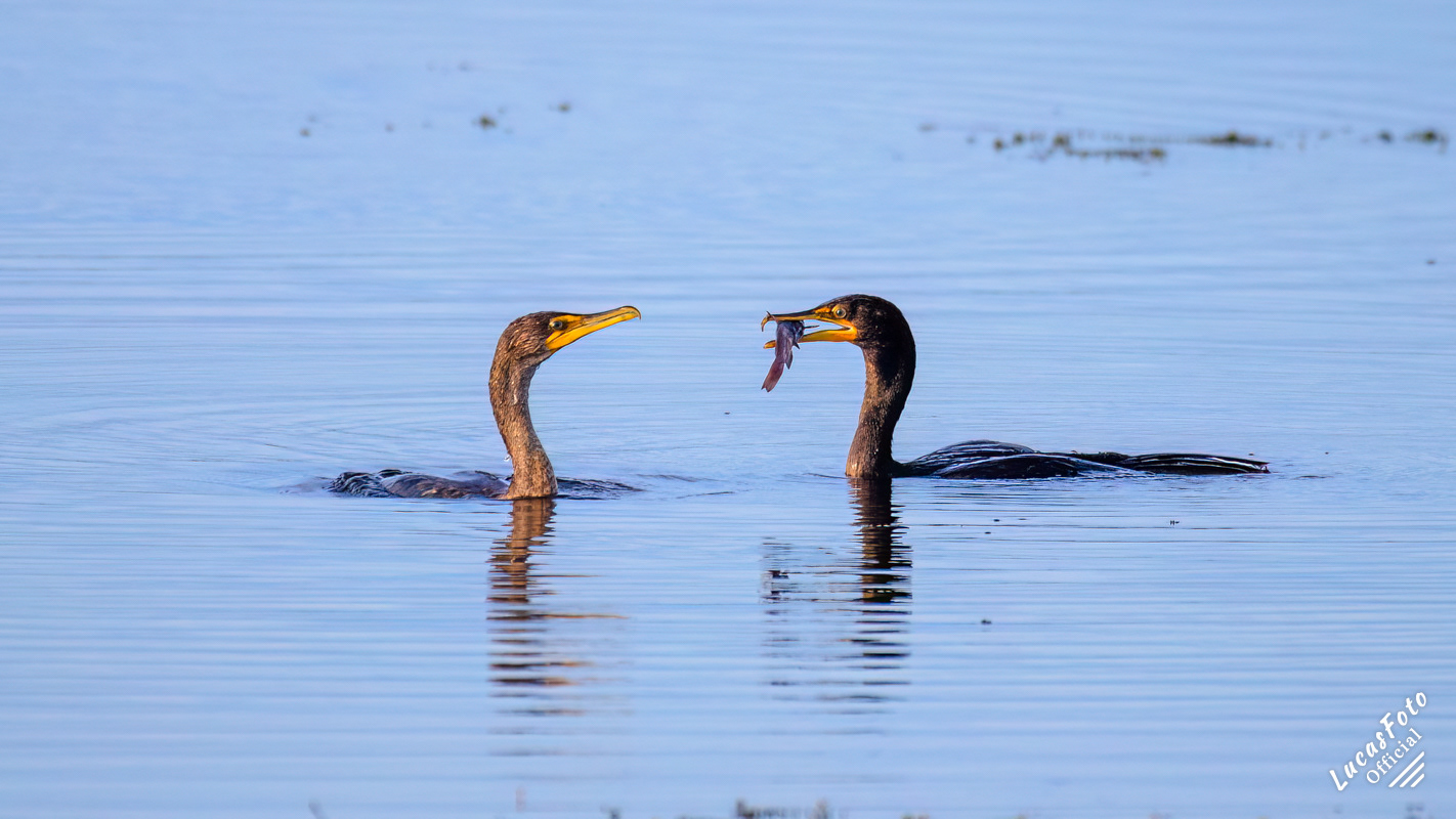 Double-crested Cormorant