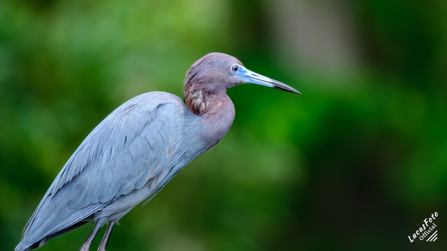 Little Blue Heron