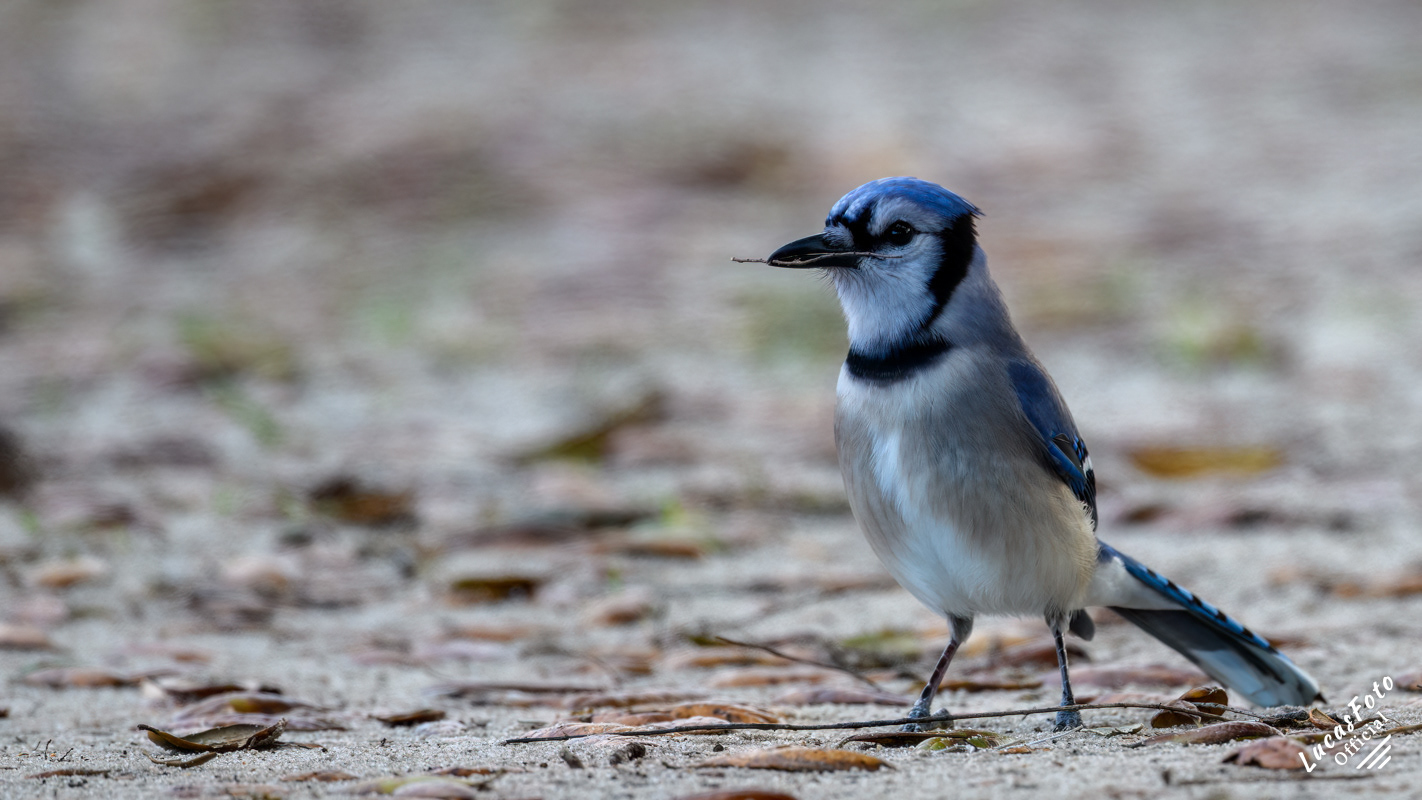 Blue Jay