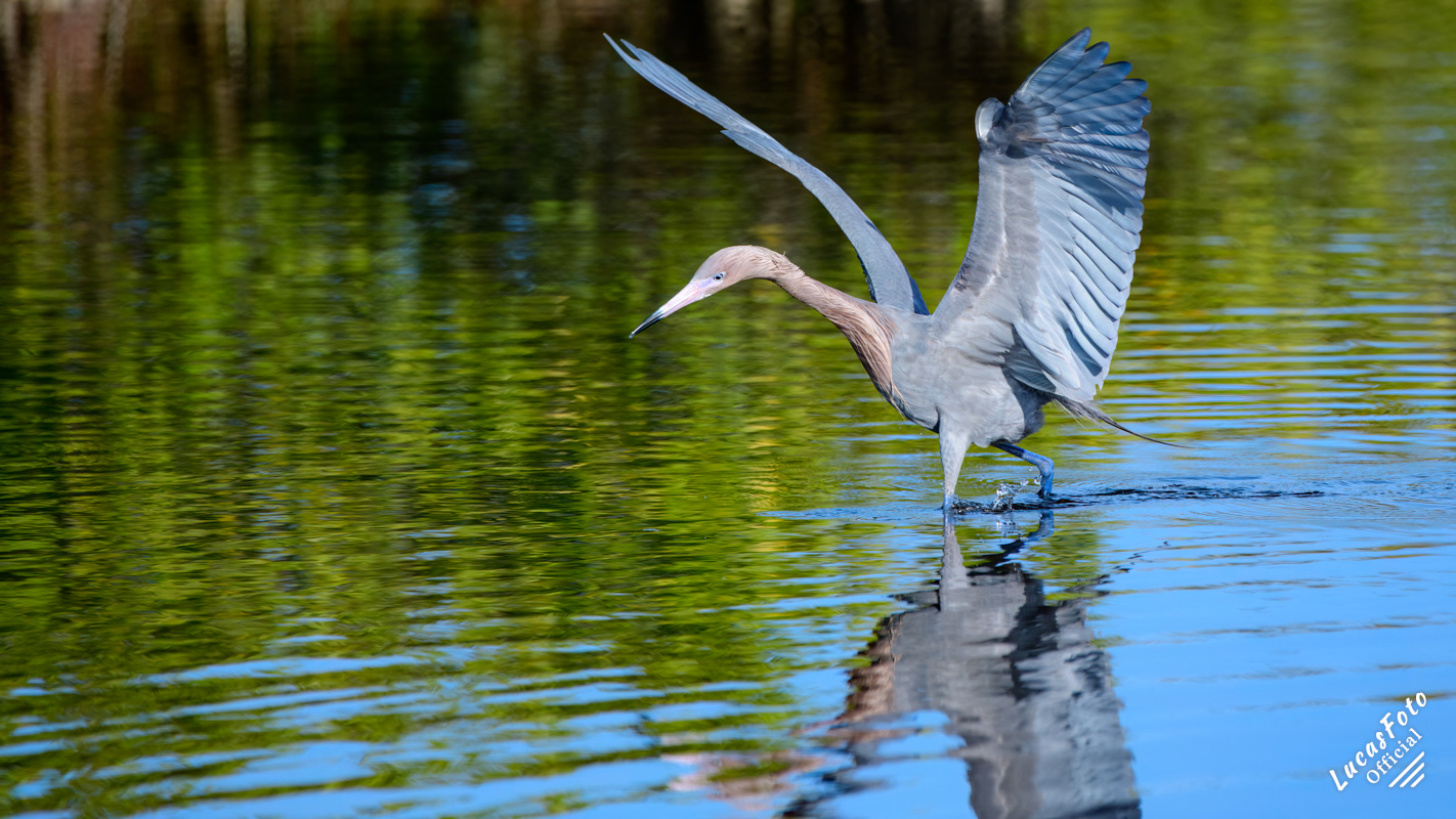 Reddish Egret