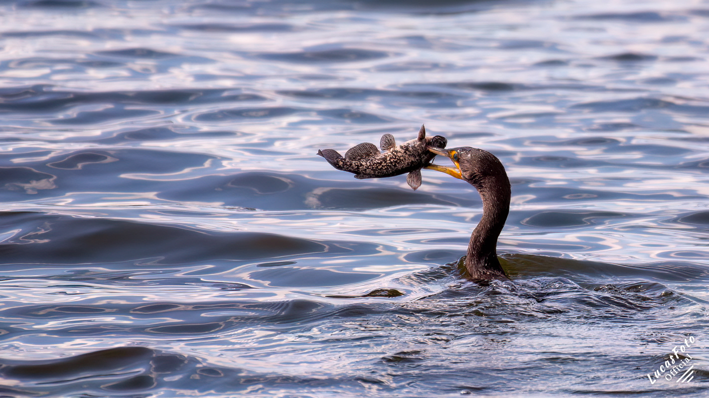 Double-crested Cormorant