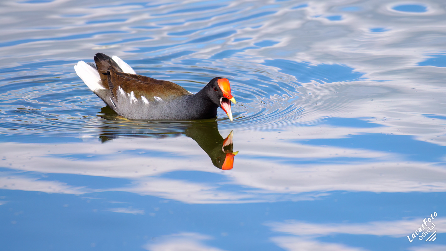 Common Gallinule