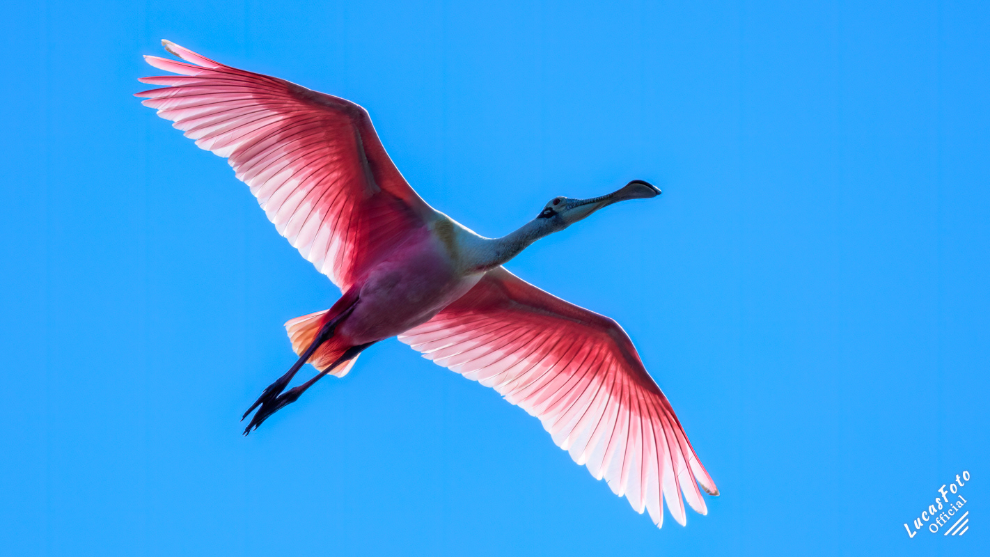 Roseate Spoonbill