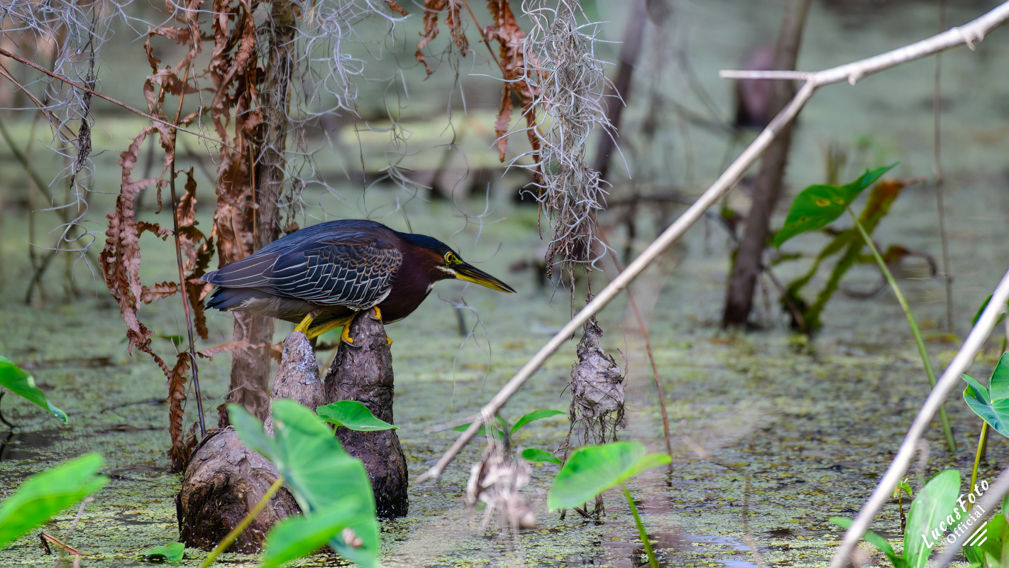 Green Heron