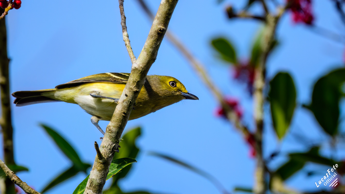 White-eyed Vireo