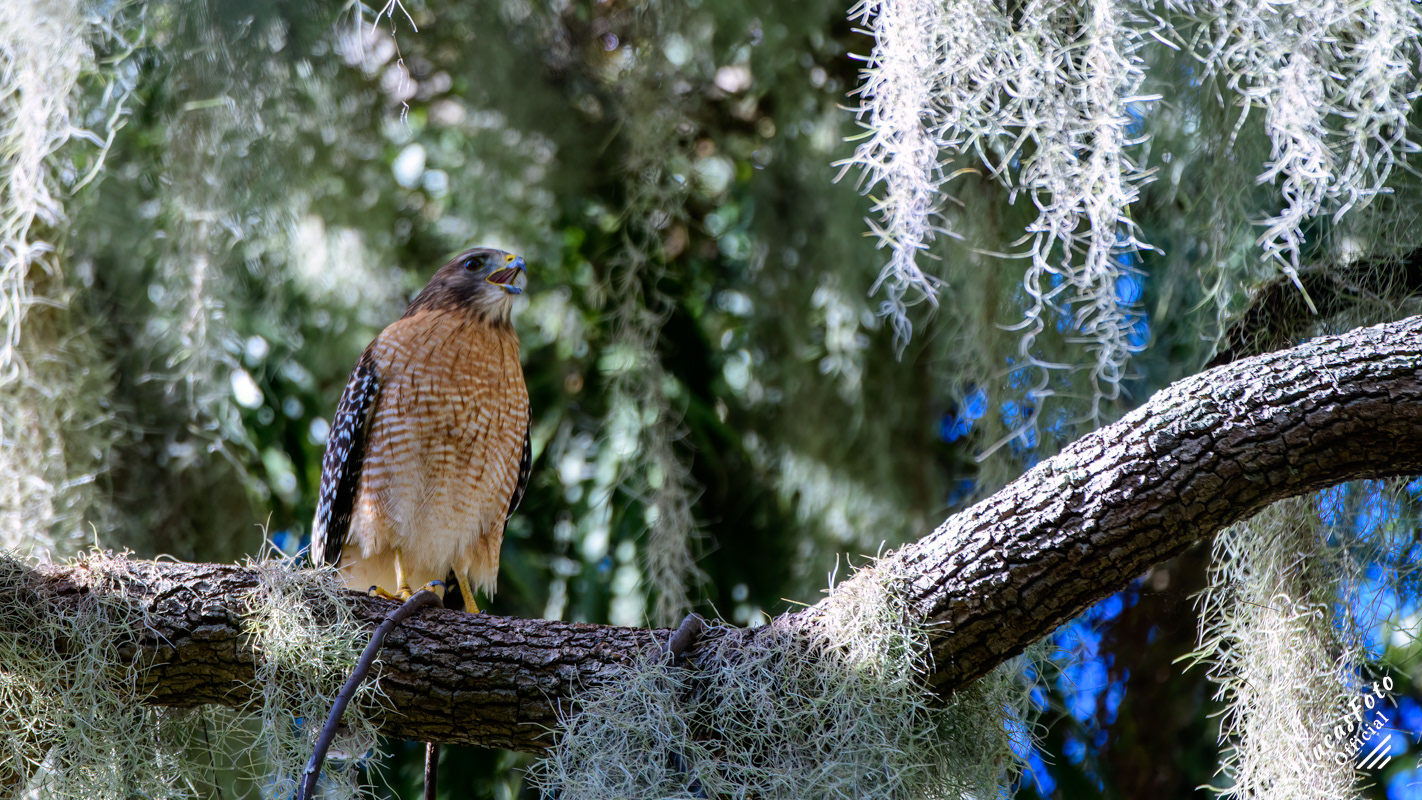 Red-shouldered Hawk