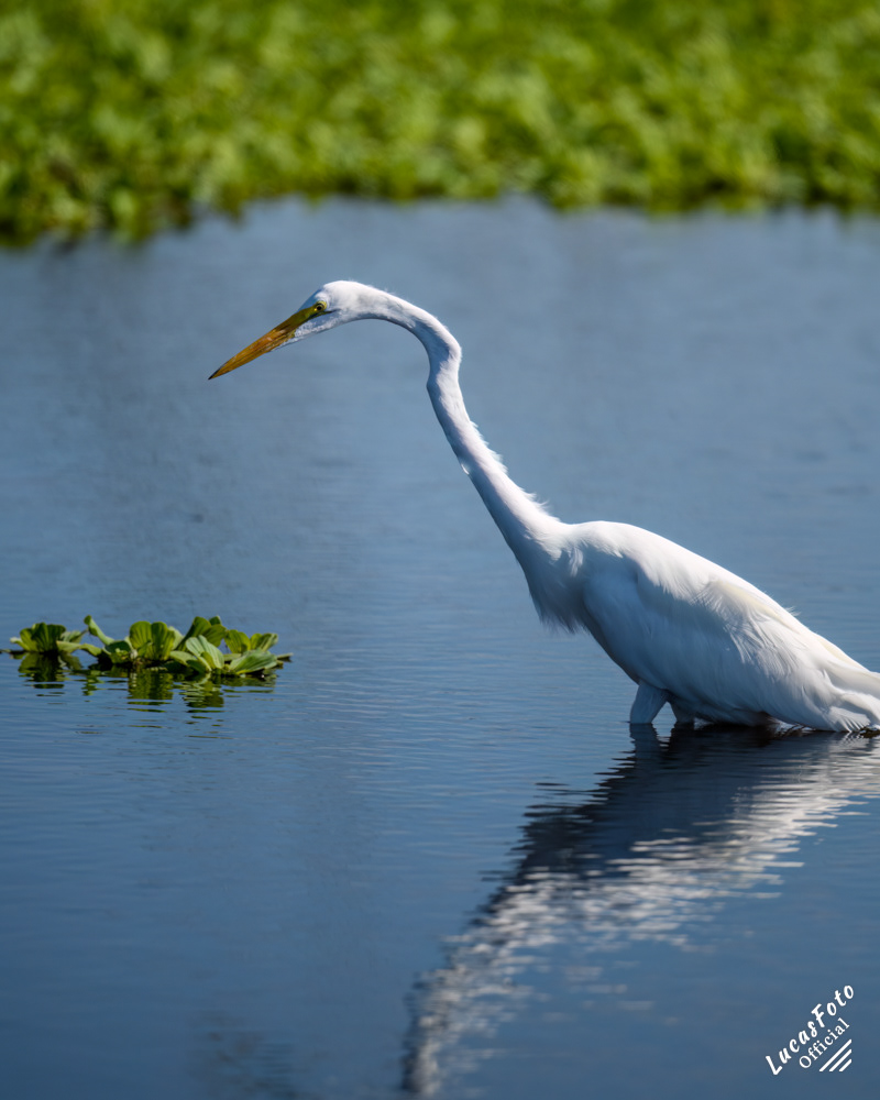 Great Egret