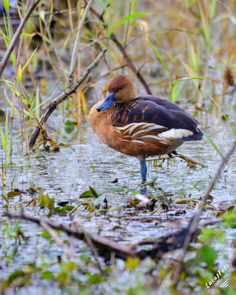 Fulvous Whistling-Duck