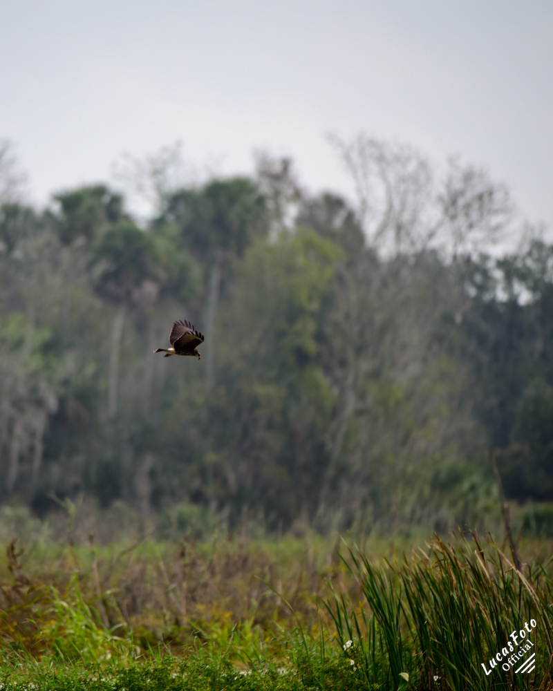 Snail Kite