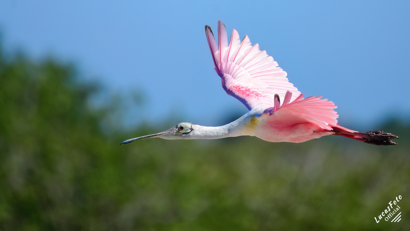 Roseate Spoonbill