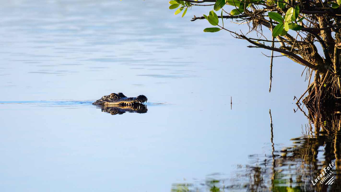 Alligator / American Coot