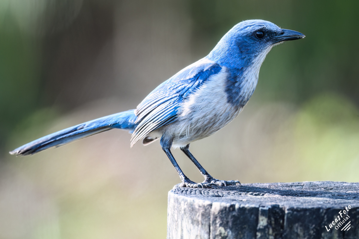 Florida Scrub Jay