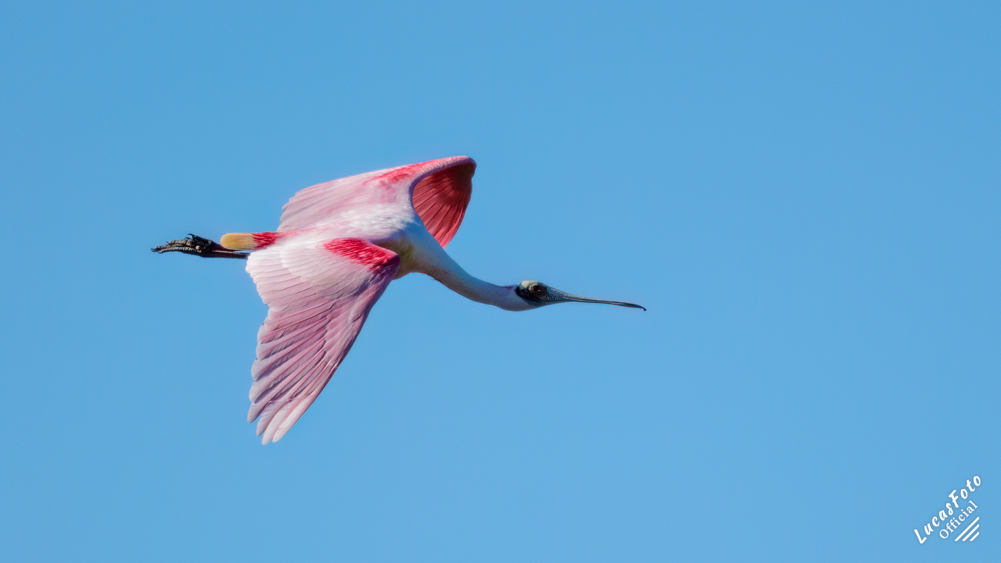 Roseate Spoonbill