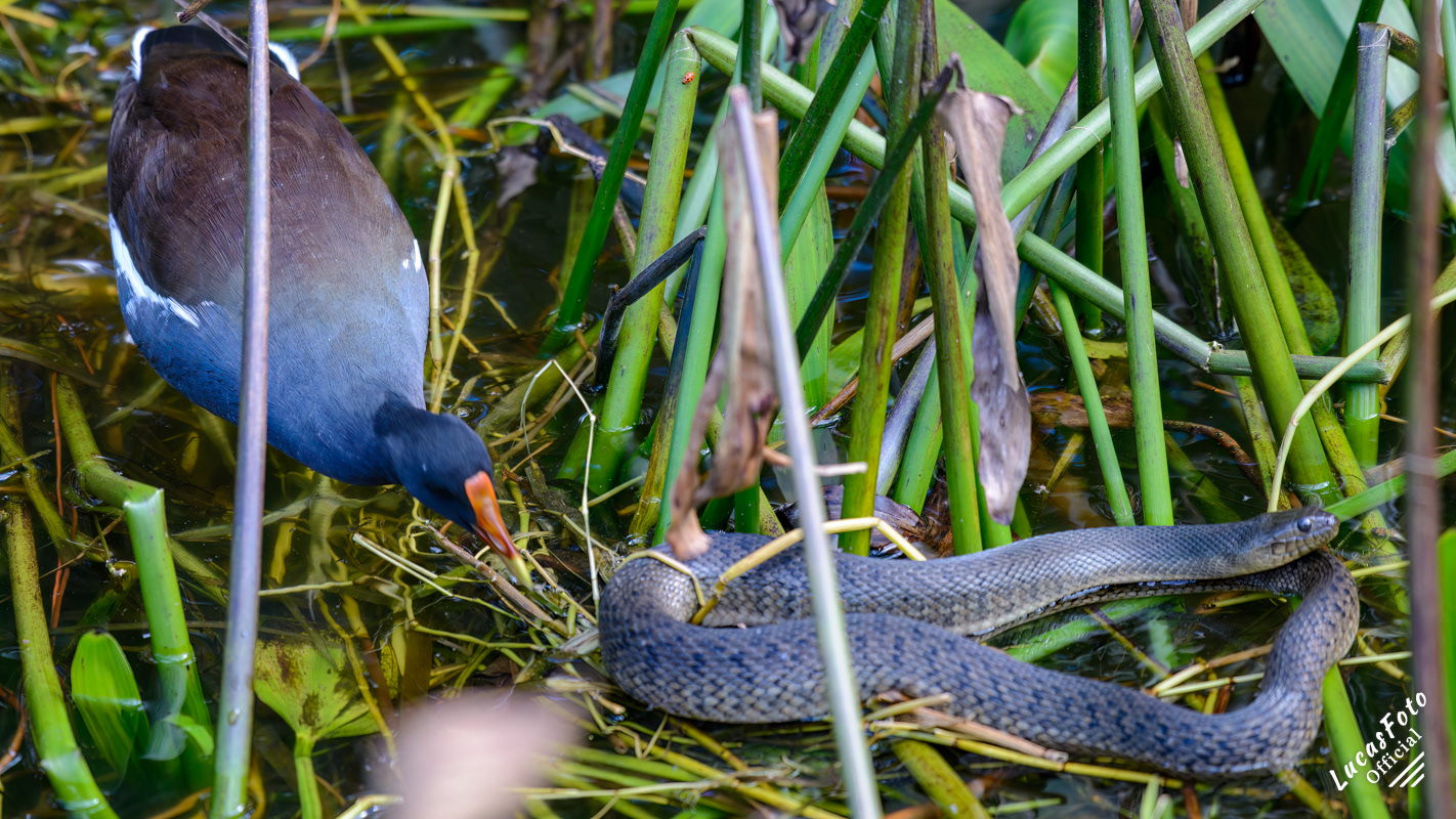 Common Gallinule / Florida Green Watersnake