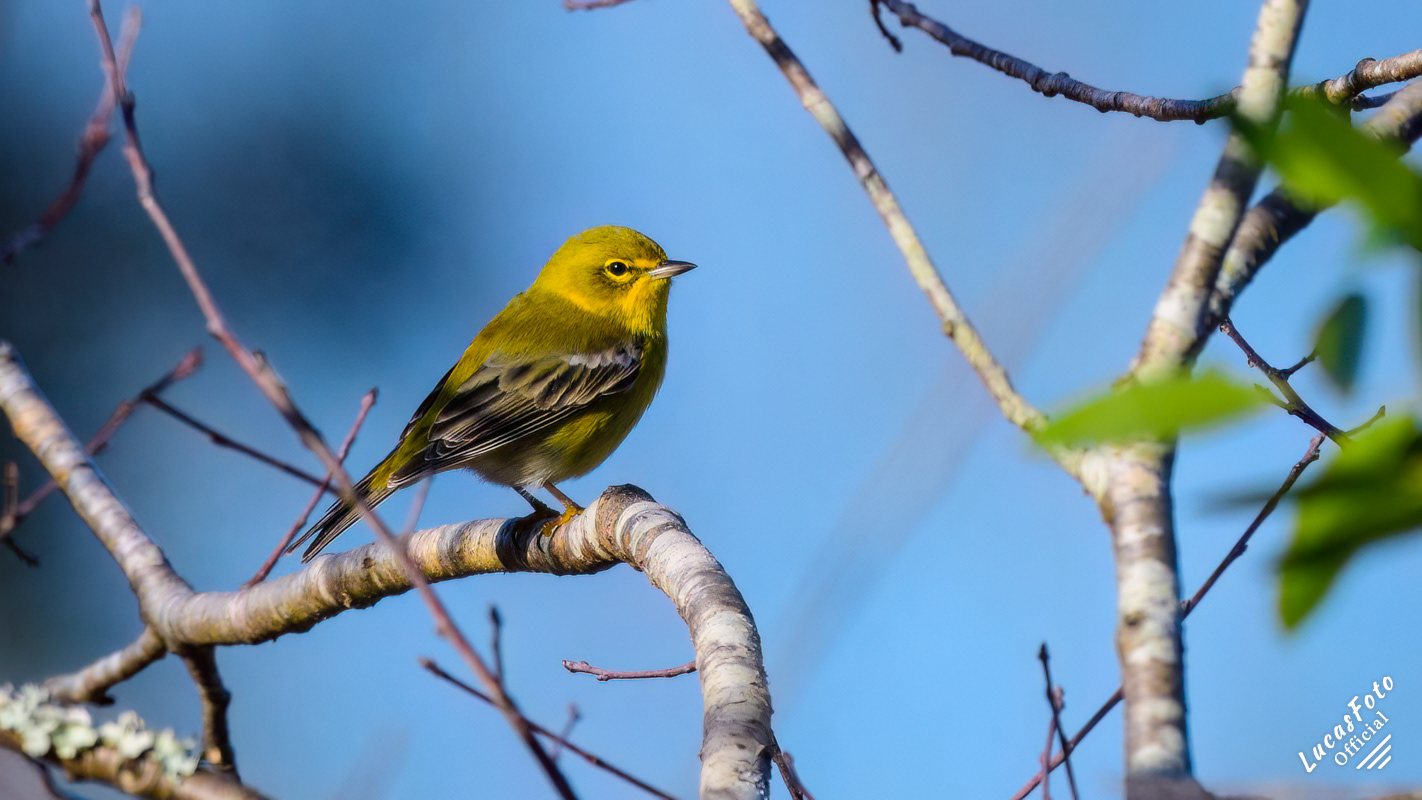 Pine Warbler