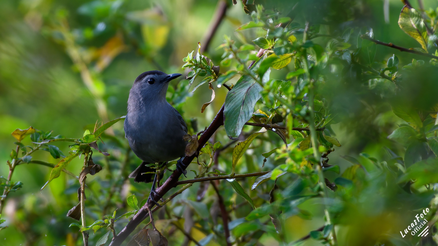 Gray Catbird